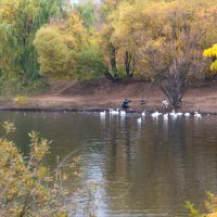 *** :: Владимир Безбородов