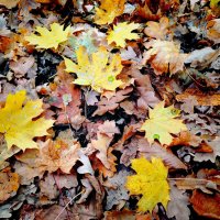 Последние листья :: Надежда 