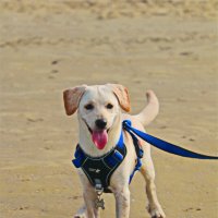 Моя любимая собака Хелли :: Владислав Воровский 