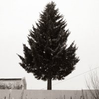 Фотография :: Денис Безногов