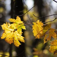 Осень. :: Александр 