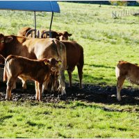 СЕЛЬСКИЙ МОТИВ... :: Elvira E. 