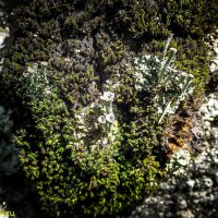 ЛИШАЙНИКИ :: HART BAD