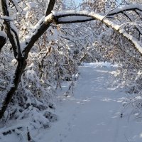 Снежная сказка!!! :: Радмир Арсеньев