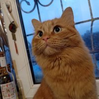 Кот Лёва. :: Михаил Столяров Кот Лёва. :: Михаил Столяров