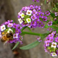 А ведь это не муха-журчалка, а пчёлка в ноябре проснулась! :: Татьяна Смоляниченко А ведь это не муха-журчалка, а пчёлка в ноябре проснулась! :: Татьяна Смоляниченко