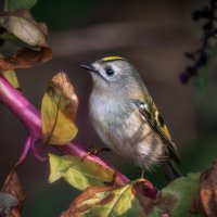 Самый маленький :: Александр К. Самый маленький :: Александр К.