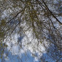 жизнь берёзы в небесах... :: Галина Флора