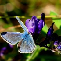 опять про бабочек...67 :: Александр Прокудин