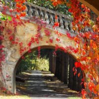 Краски осенние арку украсили :: Galina Solovova