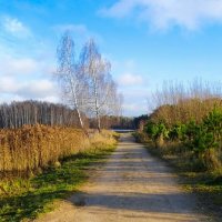 Природа Смоленщины в середине ноября. :: Милешкин Владимир Алексеевич 