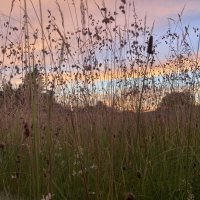 Разнотравье :: Ольга Савельева 