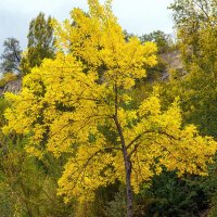 Осень :: Светлана Ищенко