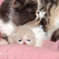 Маленький Кевин :: Светлана Ищенко