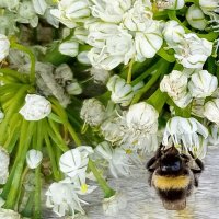 Лакомство :: Ален Янн