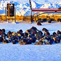 Декабрь...Морозное утро городских голубей :: Владимир 