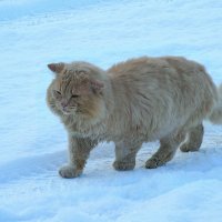 Случайные встречи :: Любовь Сахарова