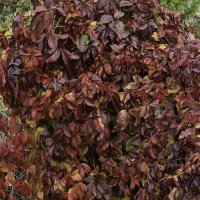 Девичий виноград :: Игорь Сикорский