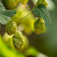 Хмель :: Игорь Сикорский