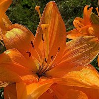 ***лилия огненная*** :: Olga Oskolkova