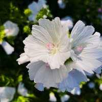 ***цветы лета*** :: Olga Oskolkova