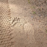 Следы... :: Ирина *