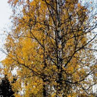 Вспоминая золотые деньки. :: Ольга 