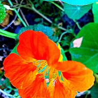 Цветы. :: Владимир Драгунский Цветы. :: Владимир Драгунский