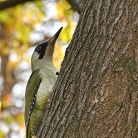 Зелёный дятел.. :: Николай Саржанов