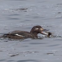 турпан. :: юрий макаров