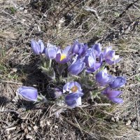 апрельское :: Елена Шаламова