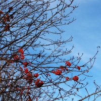 ноябрь :: Елена Шаламова