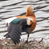 Самка огаря :: Лина Самка огаря :: Лина