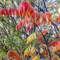 Осеннее :: Варвара