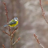 Лазоревка... :: Юрий Куликов