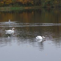 Лебеди в городе :: Рита Симонова