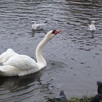Лебеди в городе :: Рита Симонова