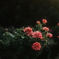 Цветы в лучах предзакатного солнца :: Анастасия Ильина