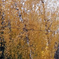 *** :: Валентина Береснева