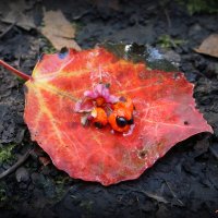 А так красиво осень начиналась.. :: Андрей Заломленков