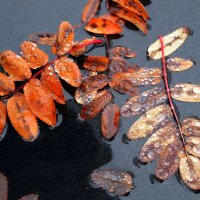 Плач ноября по осени ушедшей... :: Андрей Заломленков