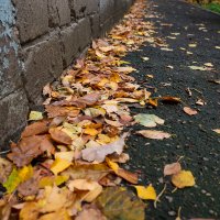 Листва у стены :: Александр Синдерёв