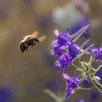Летним днем :: Наталья Димова