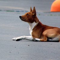 - И почему собаки не летают,как птицы ? :: nadyasilyuk Вознюк - И почему собаки не летают,как птицы ? :: nadyasilyuk Вознюк