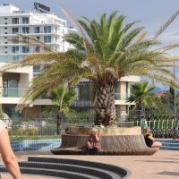 Финиковая пальма В Сочи :: Serega SchütZ