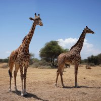 Мы с Тамарой ходим парой... :: Liliya 