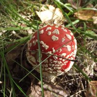 Осенний мухоморчик :: Freddy 97