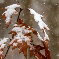 Первый снег. :: Lucy Schneider 