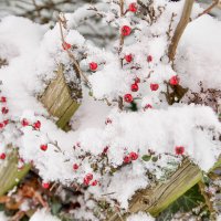 Ягоды в снегу. :: Lucy Schneider Ягоды в снегу. :: Lucy Schneider