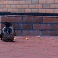 Нехочуха... :: Вячеслав Алтай